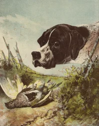 Pointer and Partridge